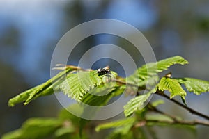 Insect on birch leaf macro