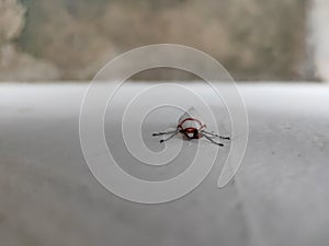 Insect Blattaria white wings and black lags climb the wall