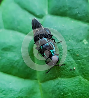 An insect of blue-black color is sitting on the leaves of a green tree