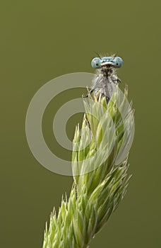 Insect - Blue-tailed Damselfly
