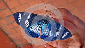 Insect in Bolivia, south America. photo