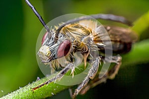 Insect in the branch