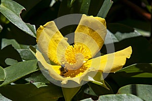 Insect on bright yellow flower of hibbertia scandens or snake vine