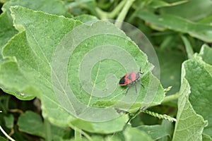 Insect or bug on a green leaf