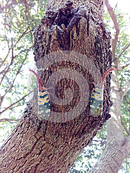 Insect bug Lanternfly Pyrops candelaria colour insect on tree fruit