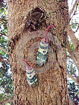 Insect bug Lanternfly Pyrops candelaria insect on tree fruit