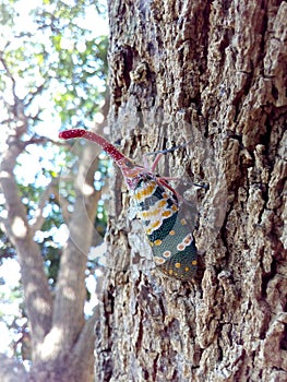 Insect bug Lanternfly Pyrops candelaria insect on tree fruit