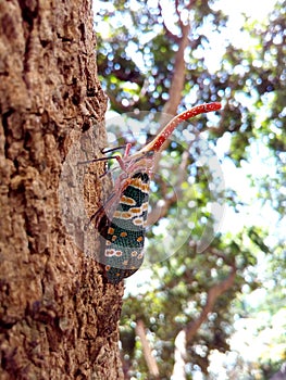 Insect bug Lanternfly Pyrops candelaria insect on tree fruit