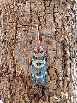 Insect bug Lanternfly Pyrops candelaria insect on tree fruit