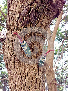 Insect bug Lanternfly Pyrops candelaria insect on tree fruit