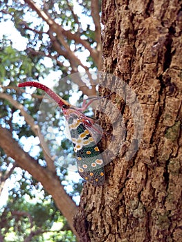 Insect bug Lanternfly Pyrops candelaria insect on tree fruit