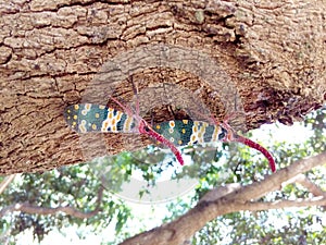 Insect bug Lanternfly Pyrops candelaria insect on tree fruit