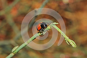 Insect bug on the leaf plant green