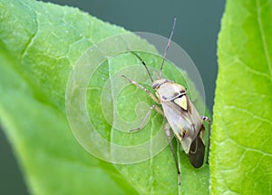 Insect bug Lygus pratensis