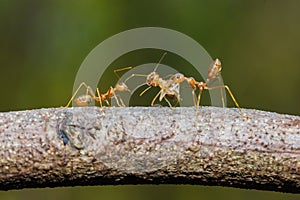 Insect,bug,red ant leaf and carry food , good teamwork