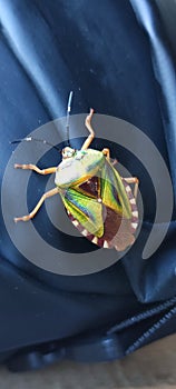 Insect, bug, uniquely patterned and colorful, Philippines