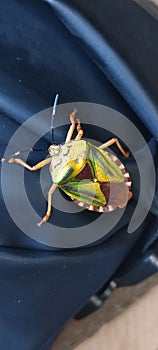 Insect, bug, uniquely patterned and colorful, Philippines