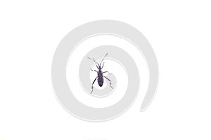 Insect bug on white
