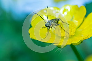 Insect On Buttercup.