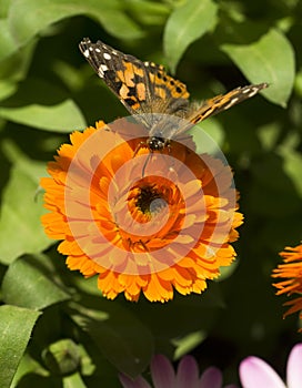 Insect Butterfly Feeding Orange Garden Flower