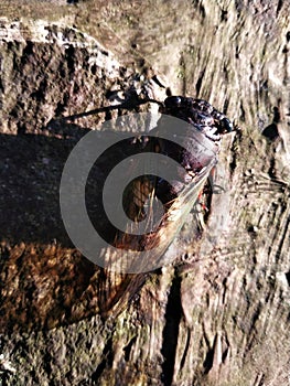 an insect called cicadas or Tanna Japonensis