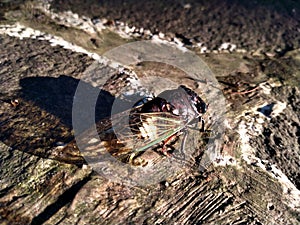 an insect called cicadas or Tanna Japonensis