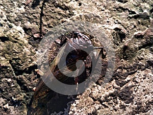 an insect called cicadas or Tanna Japonensis