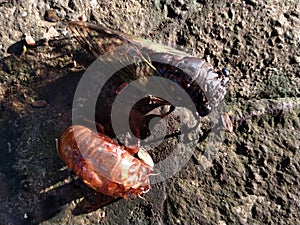 an insect called cicadas or Tanna Japonensis