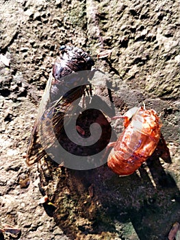 an insect called cicadas or Tanna Japonensis