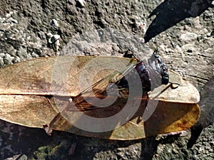 an insect called cicadas or Tanna Japonensis