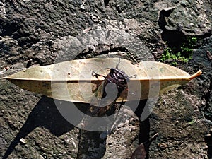 an insect called cicadas or Tanna Japonensis