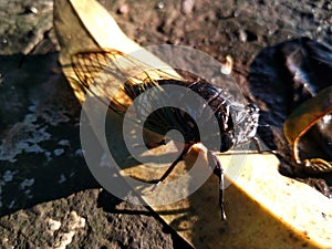 an insect called cicadas or Tanna Japonensis