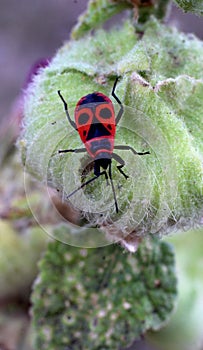 Insect called gendarme on a plant
