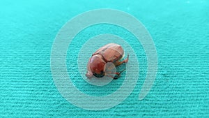 an insect called Maladera castanea with a green background