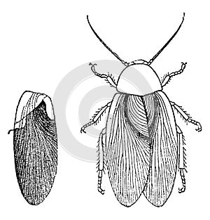 Insect of the Carboniferous era, Blattina Helvetica, vintage engraving photo