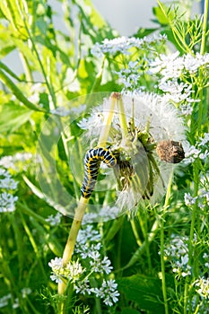 Insect caterpillar