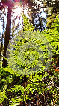 Insect caught in a spider web on a fern in the sun, Saxony, Germany