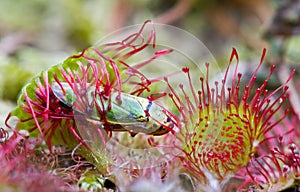 Insect caught by Sundew