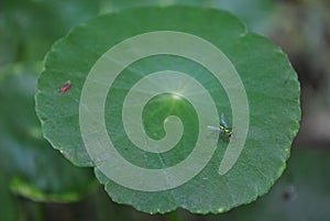 Insect on centella asiatica leaf