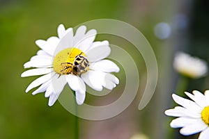 Insect on a chamomilel, a dybug on camomile green grass background, close up photo