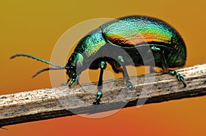 insect Chrysolina fastuosa from below