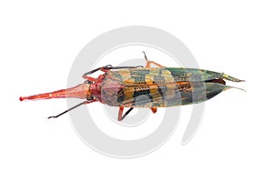 Insect cicada