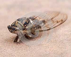 Insect Cicada Cicadoidea