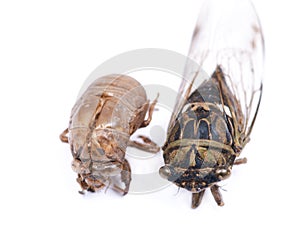 Insect Cicada Cicadoidea and Cicada nymph shell exuvum. Larva hatch shell.