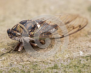 Insect Cicada Cicadoidea photo