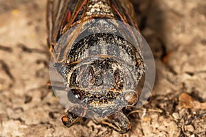 Insect Cicada Cicadoidea. Old decayed preparated insect.