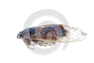 Insect cicada isolated