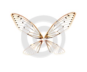 Insect cicada isolated on white background.
