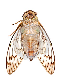 Insect cicada macro