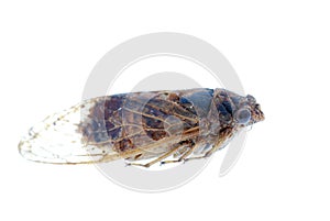 Insect cicada macro isolated